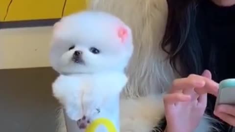 #The_Loveliest_Animals cute dog sound,fanny dog sound, dogs barking videos, funny dog video,cute dog