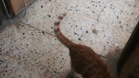 Owner Entertain Kitten at night