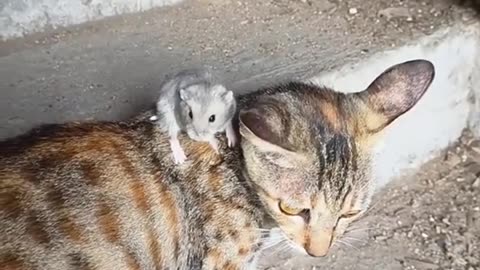 Cat and Mouse fighting #cat #mouse #love