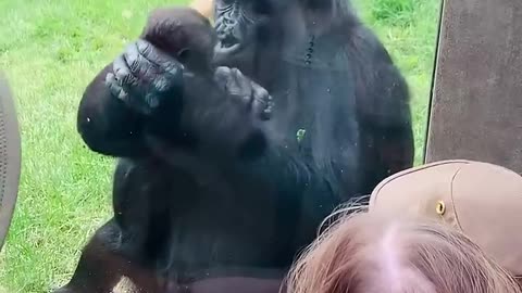 Gorilla loving mother