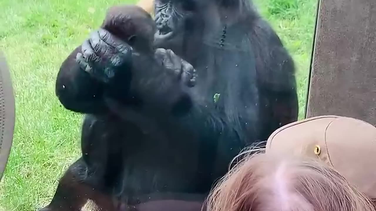 Gorilla loving mother