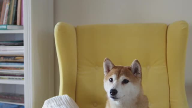 Funny puppy videos,puppy looking very nice.
