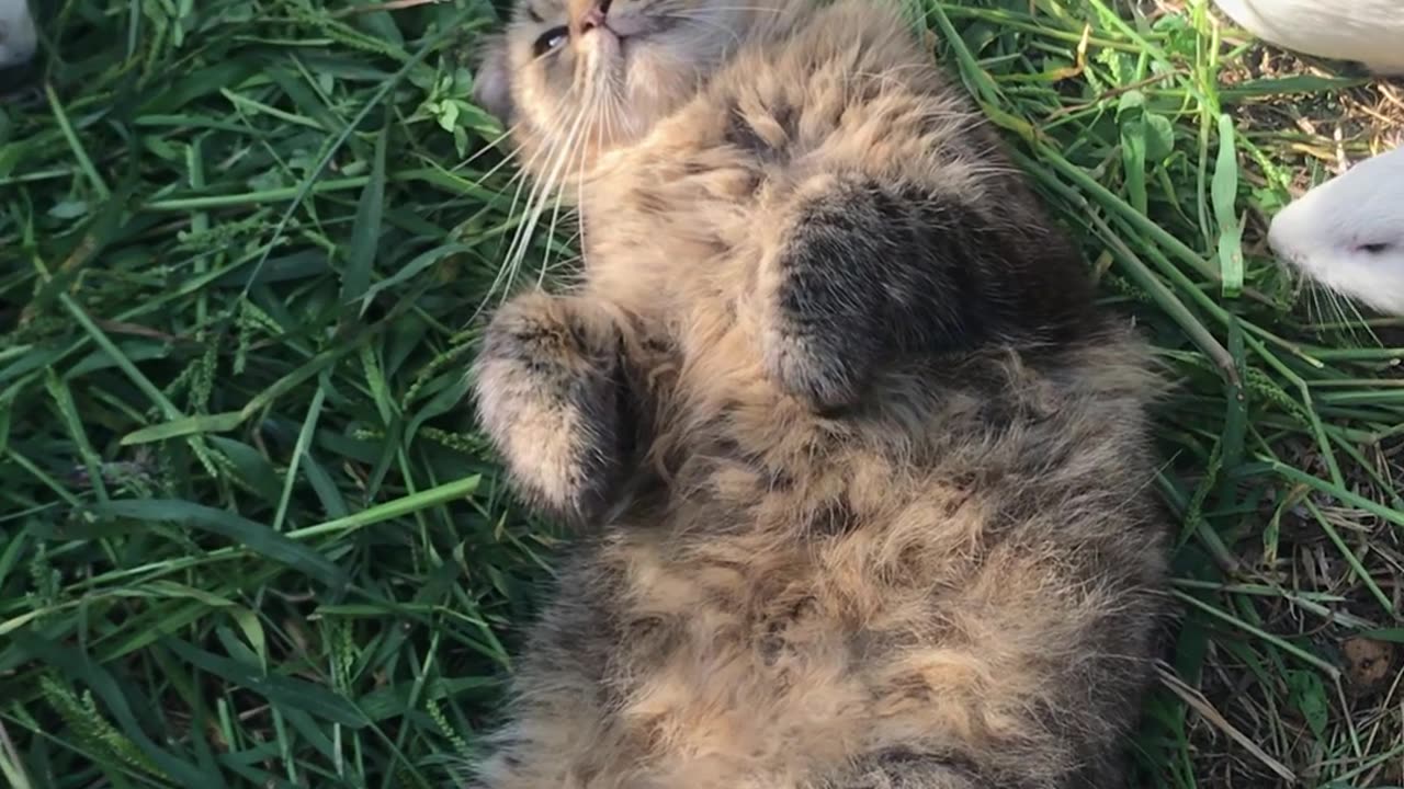 Cat Lies Peacefully Surrounded By Munching Guinea Pigs