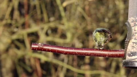 Hungry Bird Finds food Locker