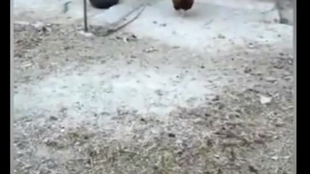 Angry chicken against dog