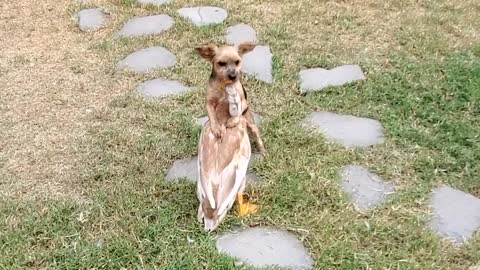 Dog and Duck Love to Playfight