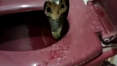 King cobra in the toilet