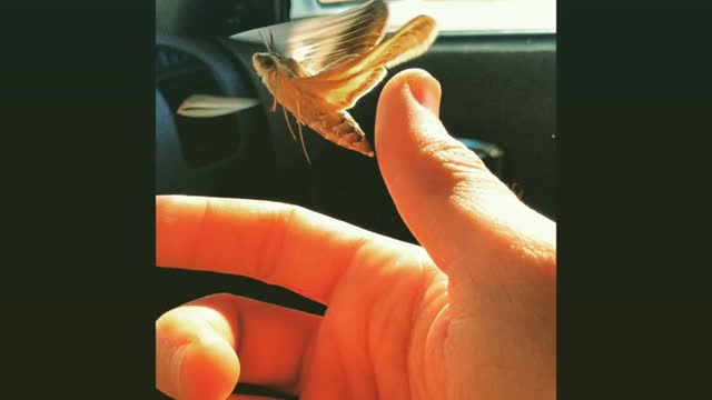 Special video