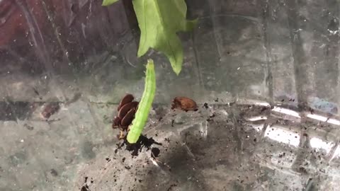 Cute Green Caterpillar Munching On Greens