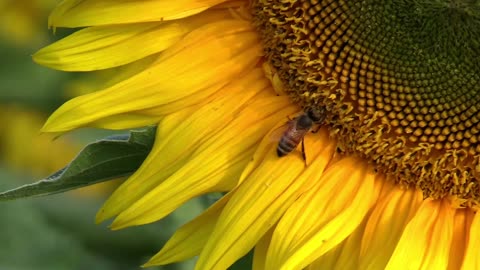 Sunflower vs Bee