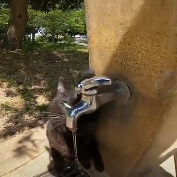 Cute Cat #UbertainmentFun