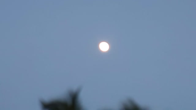 Luna Verano Floridiano