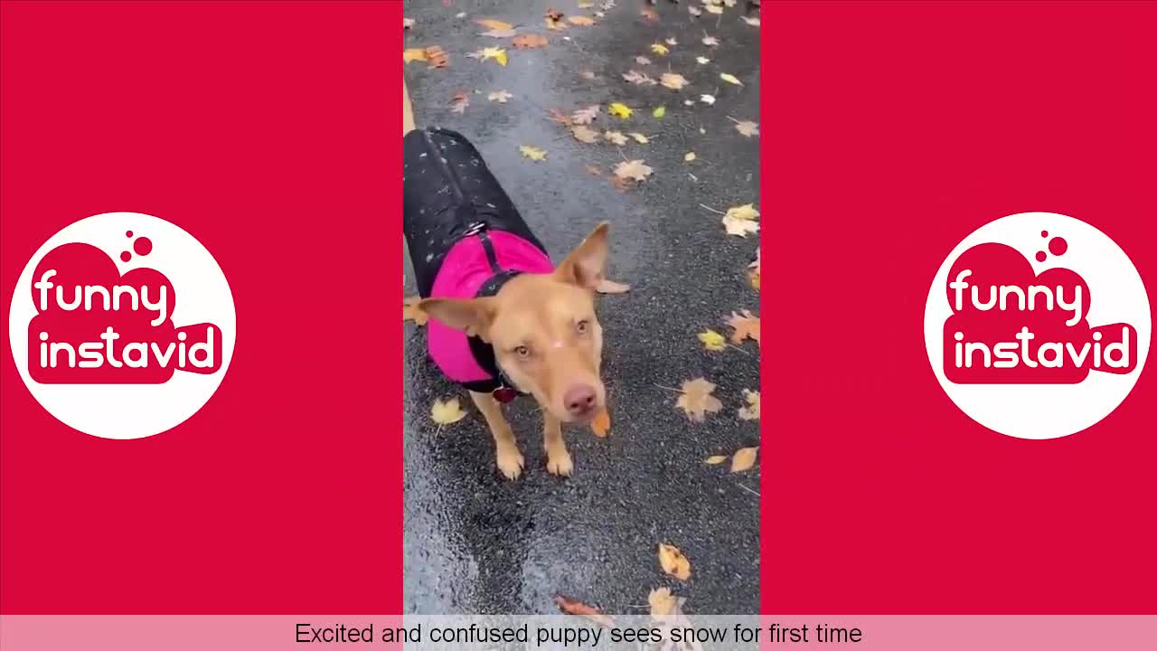 TRY NOT TO LAUGH _ Funny & Cute Animals Compilation November 2020 P.11 Funny InstaVID (1)