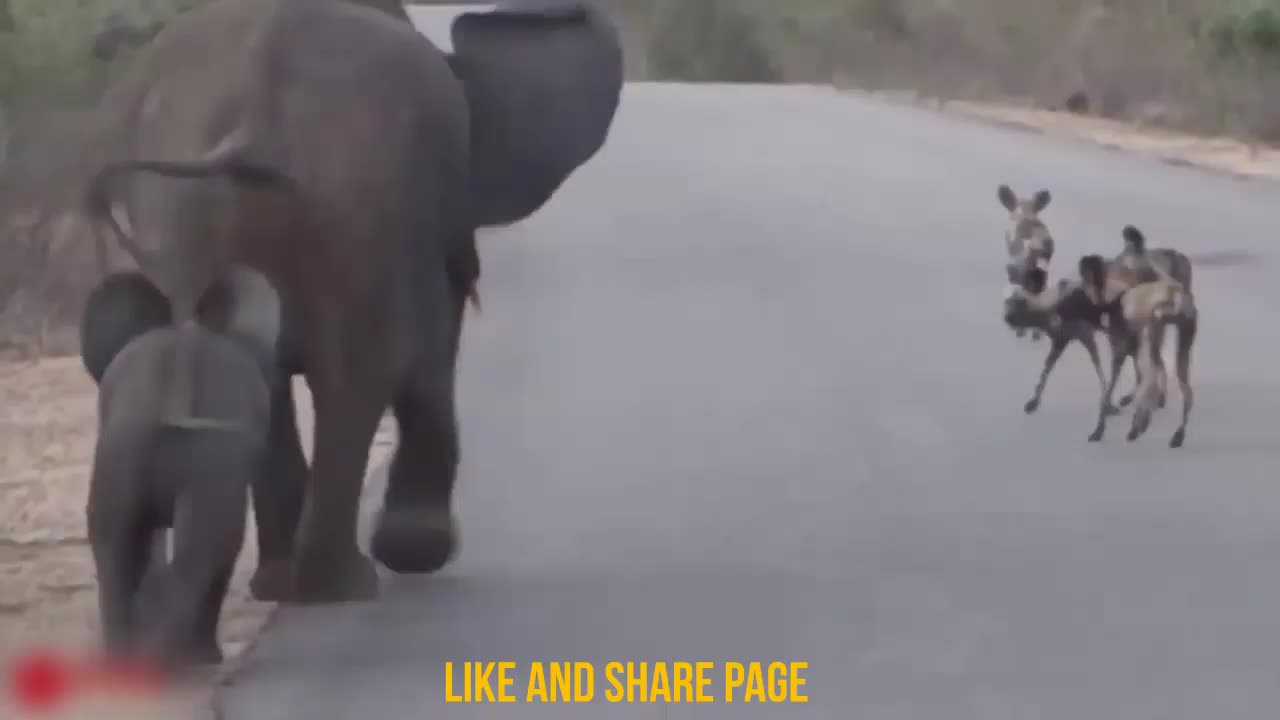 Hero elephant saved her baby from Lion