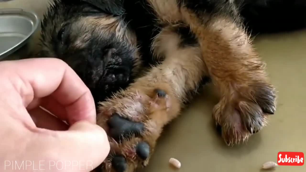 Satisfying Animals Pimple Popping Videos On Pimple Popper Addict