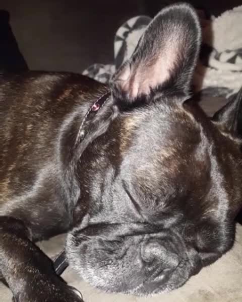 sleepy luna the frenchie...