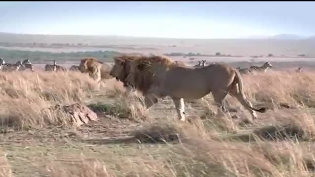 CHÚNG TA ĐANG PHÁT TRIỂN VỀ CON SỐ - BẠN SẼ LÀ SƯ? 🇺🇸TỬ WE ARE GROWING IN NUMBERS - WILL YOU BE A LION?