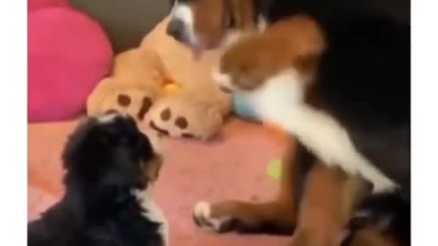 Watch this dog brush it's baby's hair