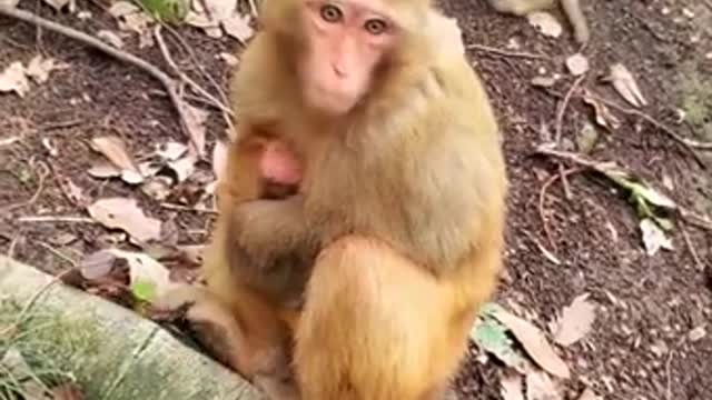 Lovely and Funny Monkey 💚 - Videos Compilation |Life Anything|