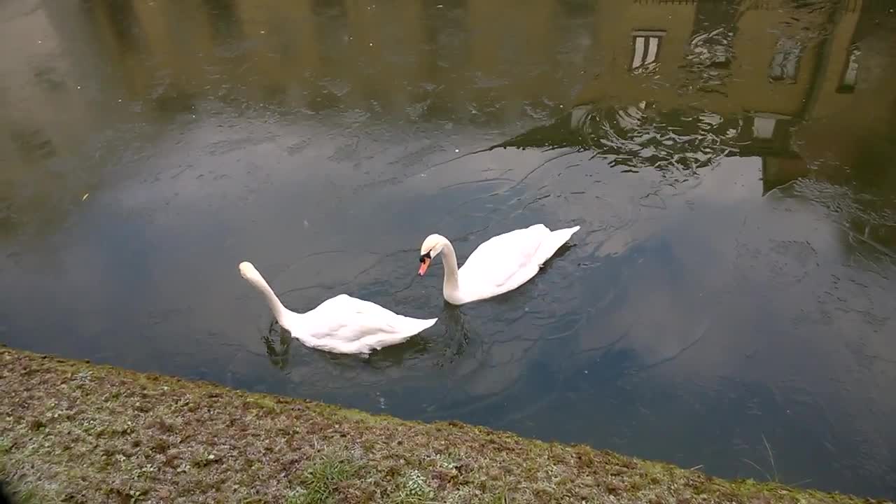 Swans struggle to swim through frozen waters