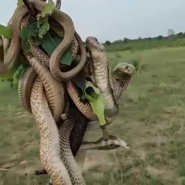 Viral video with snake capture the tree