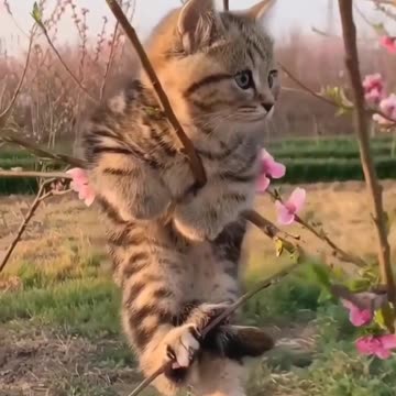 Cute Cat