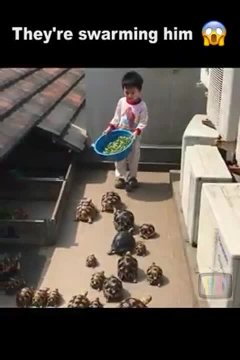 When You Bring The Food To The Party Especially Turtles Party