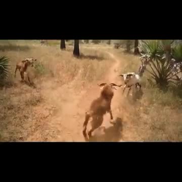 IT'S A TRIPLE THREAT MATCH - SHEEP- beingwy