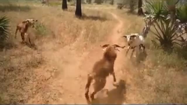 IT'S A TRIPLE THREAT MATCH - SHEEP- beingwy