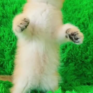 Little cat #kitten #kittens #littlekitten #котенок