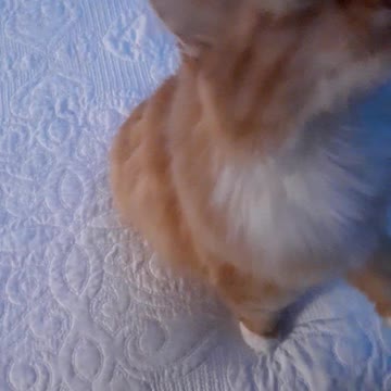 AMAZING CAT TRICKS! KITTEN CAN "GIVE ME 5!"