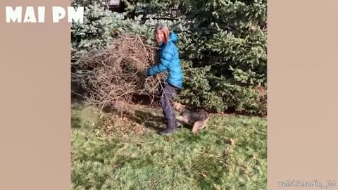 Cute Dogs trying to help their owners by the ways they can