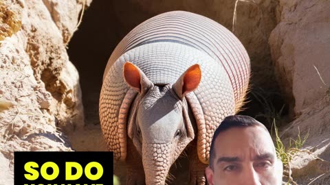 WHO LIKES ARMOR? Chris talks armadillo