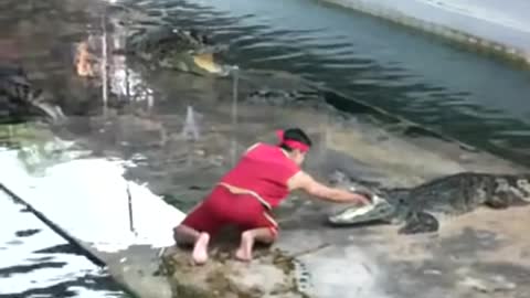 Accident in a crocodile show