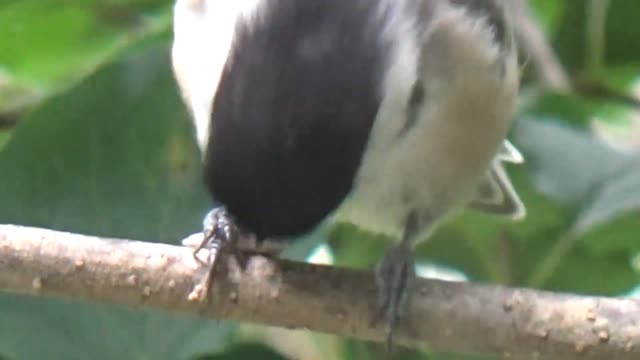 Chickadee