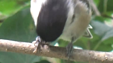 Chickadee