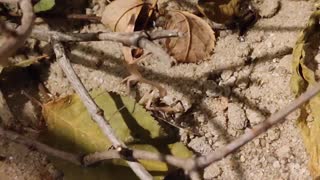 Mantis catches a spider