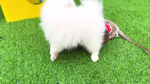 Monkey Baby doing shopping in Hot Wheels cars store and playing with puppy