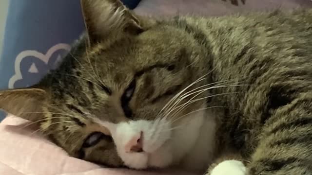 Show everyone a sleep with eyes open