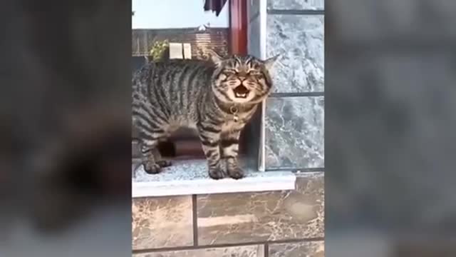 Cat talking like human being