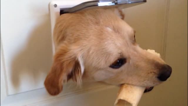 Talented Shapeshifting Dog Changes The Color Of Its Fur