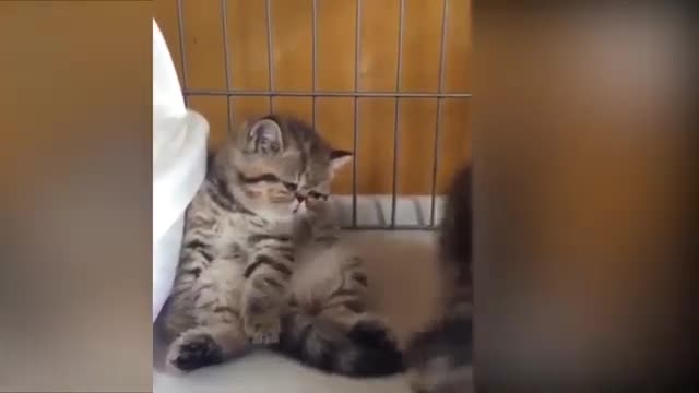 Funny baby cat videos