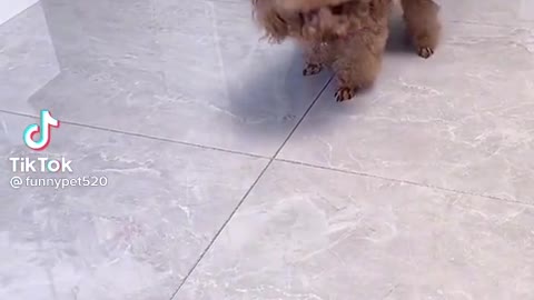 Cute and Funny Dog Videos