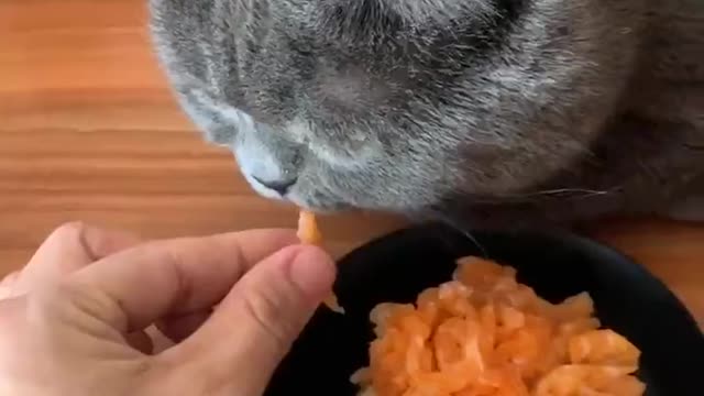 Happy birthday! The cat doesn't seem to like the cake.