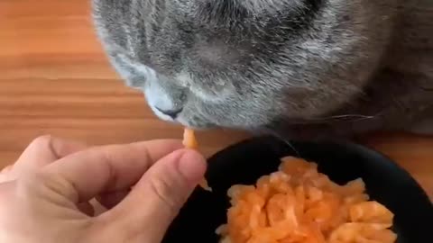 Happy birthday! The cat doesn't seem to like the cake.