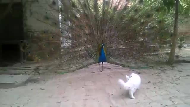 CAT VS PEACOCK !!What will happen🙄