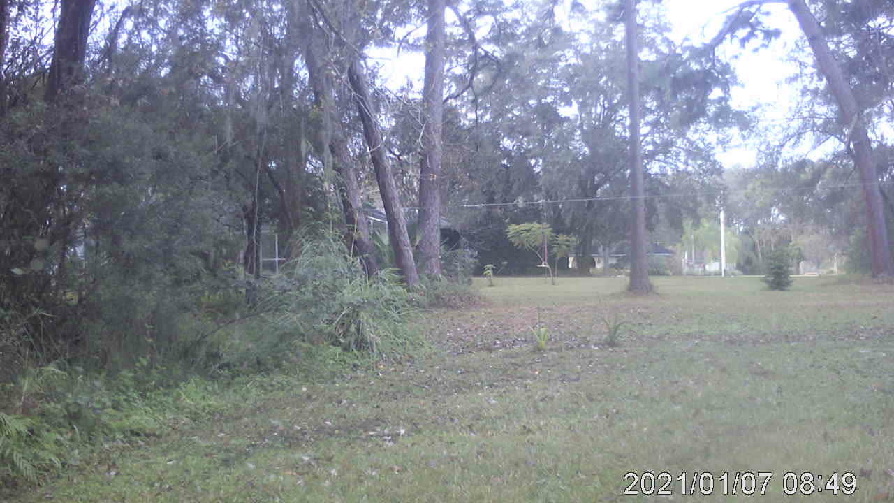 Winter buck in the back yard