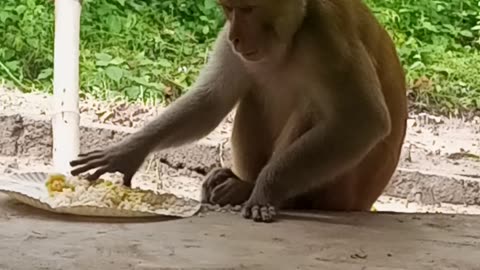 Monkey eating food