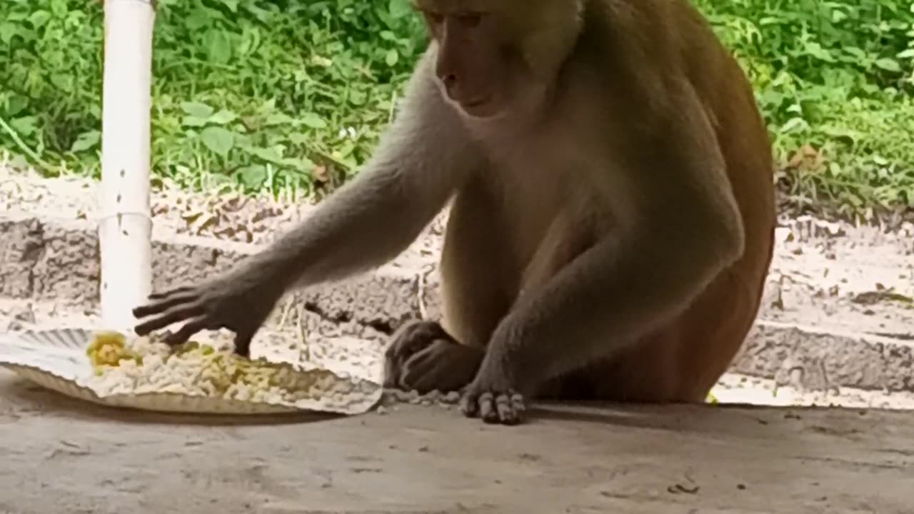 Monkey eating food