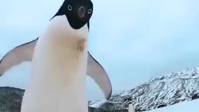 Curious funny penguin